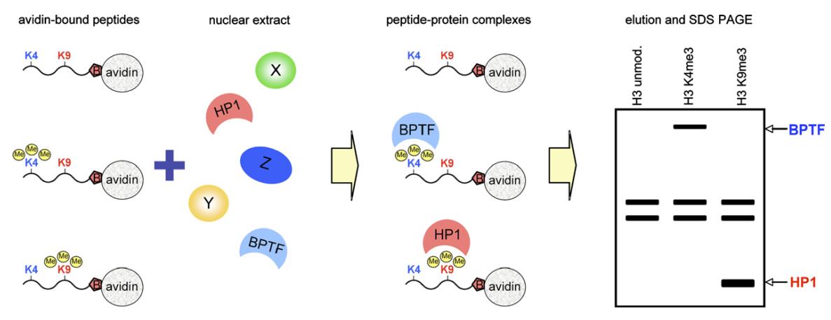 Schematics of the peptide pull-down assay.